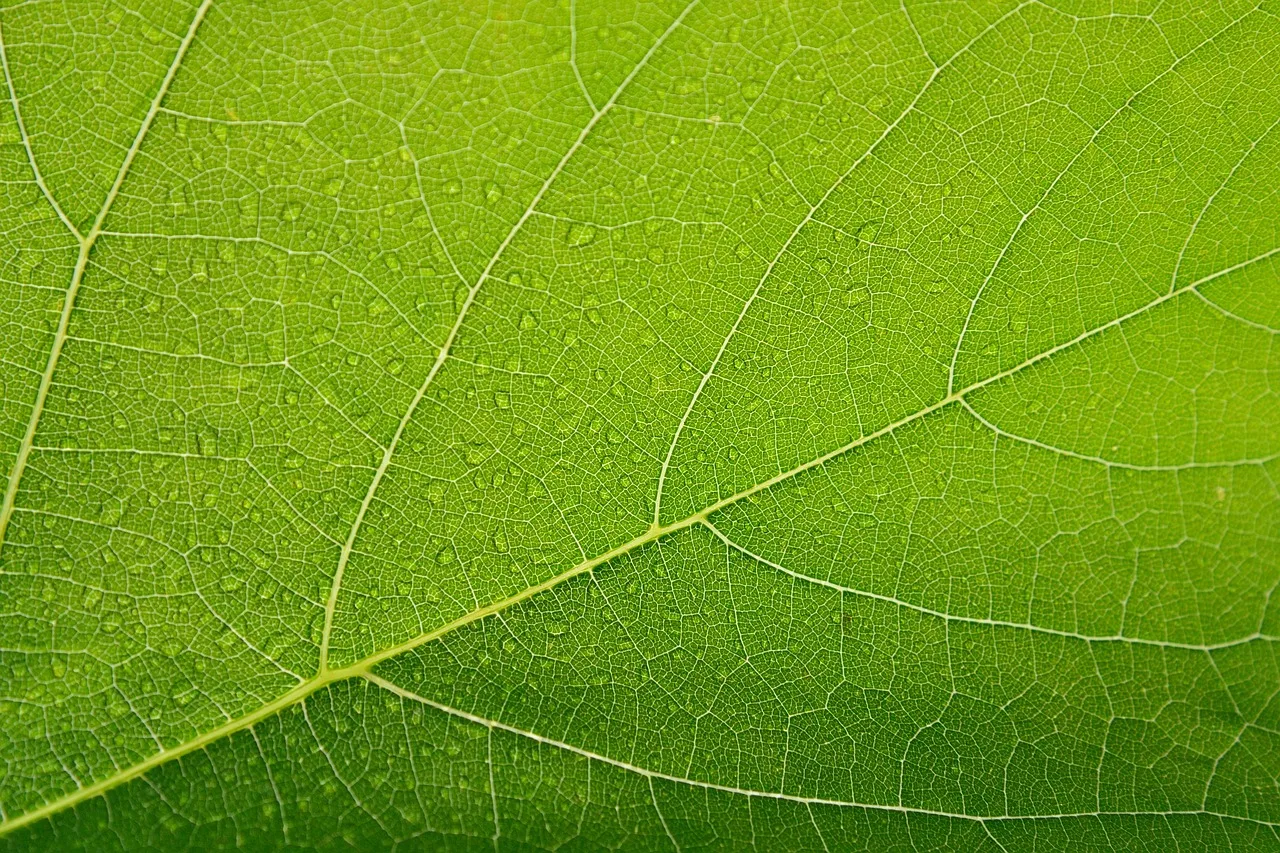 Yeşil yaprak damarları makro fotoğrafı - doğal detay