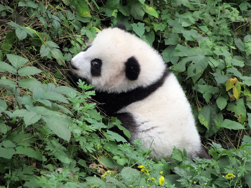 Yeşil Yapraklar Arasında Oturan Masum Yavru Dev Panda Görüntüsü
