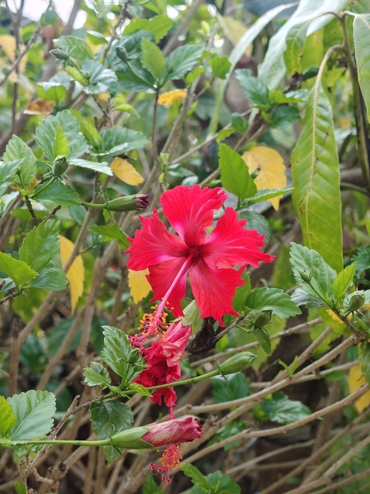 Yeşil Yapraklar Arasından Sarkan Canlı Kırmızı Hibiskus Çiçeği