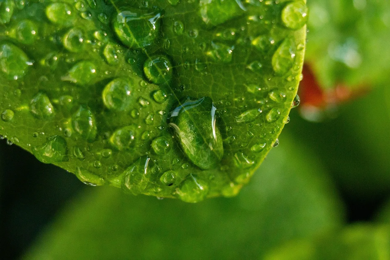 Yeşil yapraklı bitki üzerindeki yağmur damlası fotoğrafı
