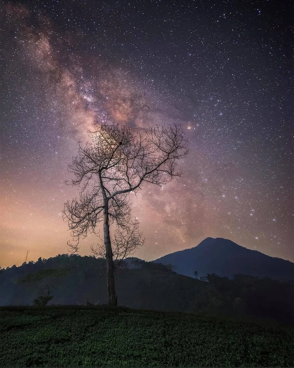 Yıldızlı gece gökyüzü ve ağaç silueti