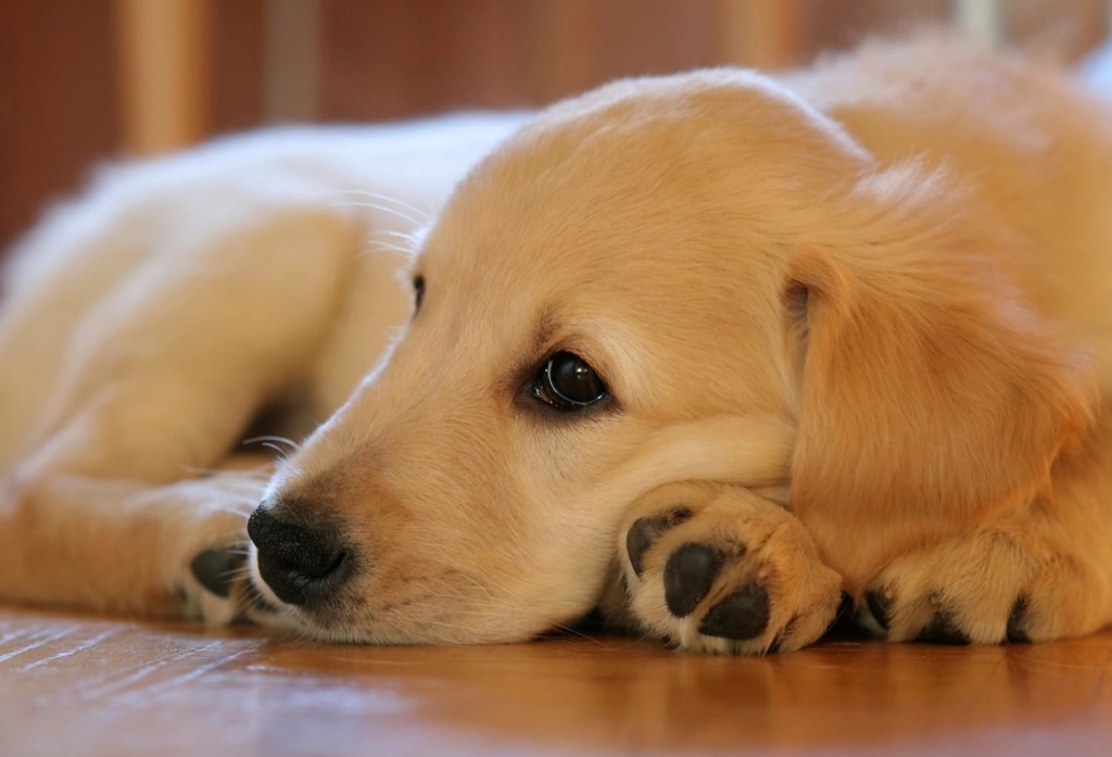 Yorgun Golden Retriever Yavrusu Patilerinin Üzerinde Huzurla Uykuya Dalarken