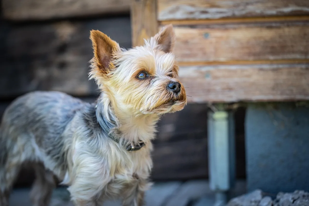 Yorkshire terrier portresi sevimli küçük köpek