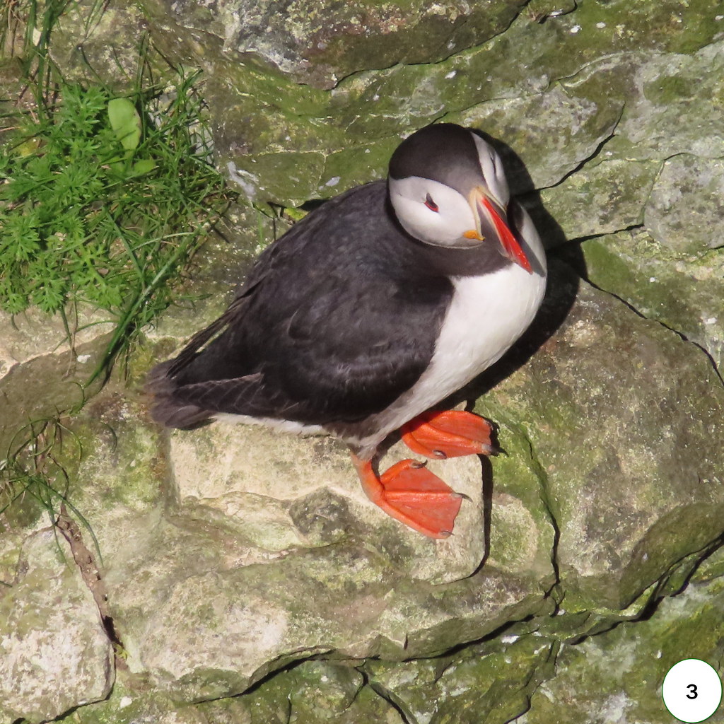 Yosunlu Kayalıklarda Duran Renkli Gagalı Puffin Kuşu