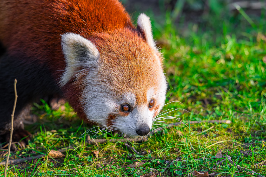 Yosunlu zeminde yiyecek arayan sevimli kızıl panda yakın çekim portresi