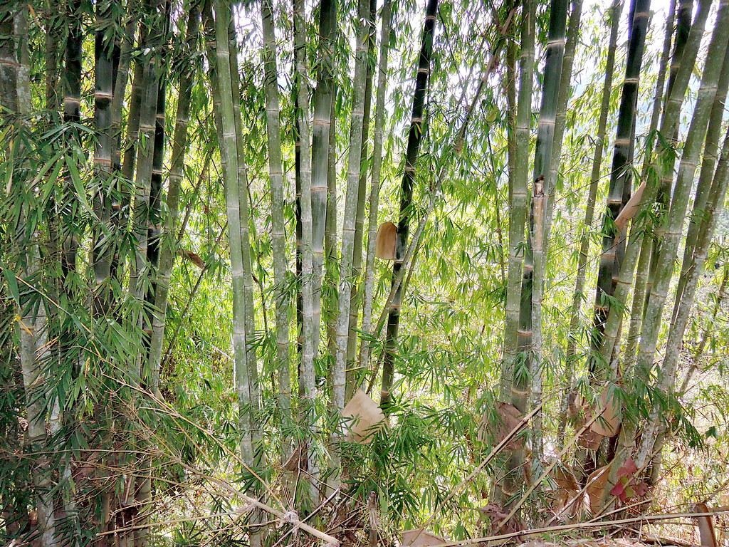 Yüksek Bambu Gövdeleri Arasında Beliren Ferah ve Sakin Orman Atmosferi