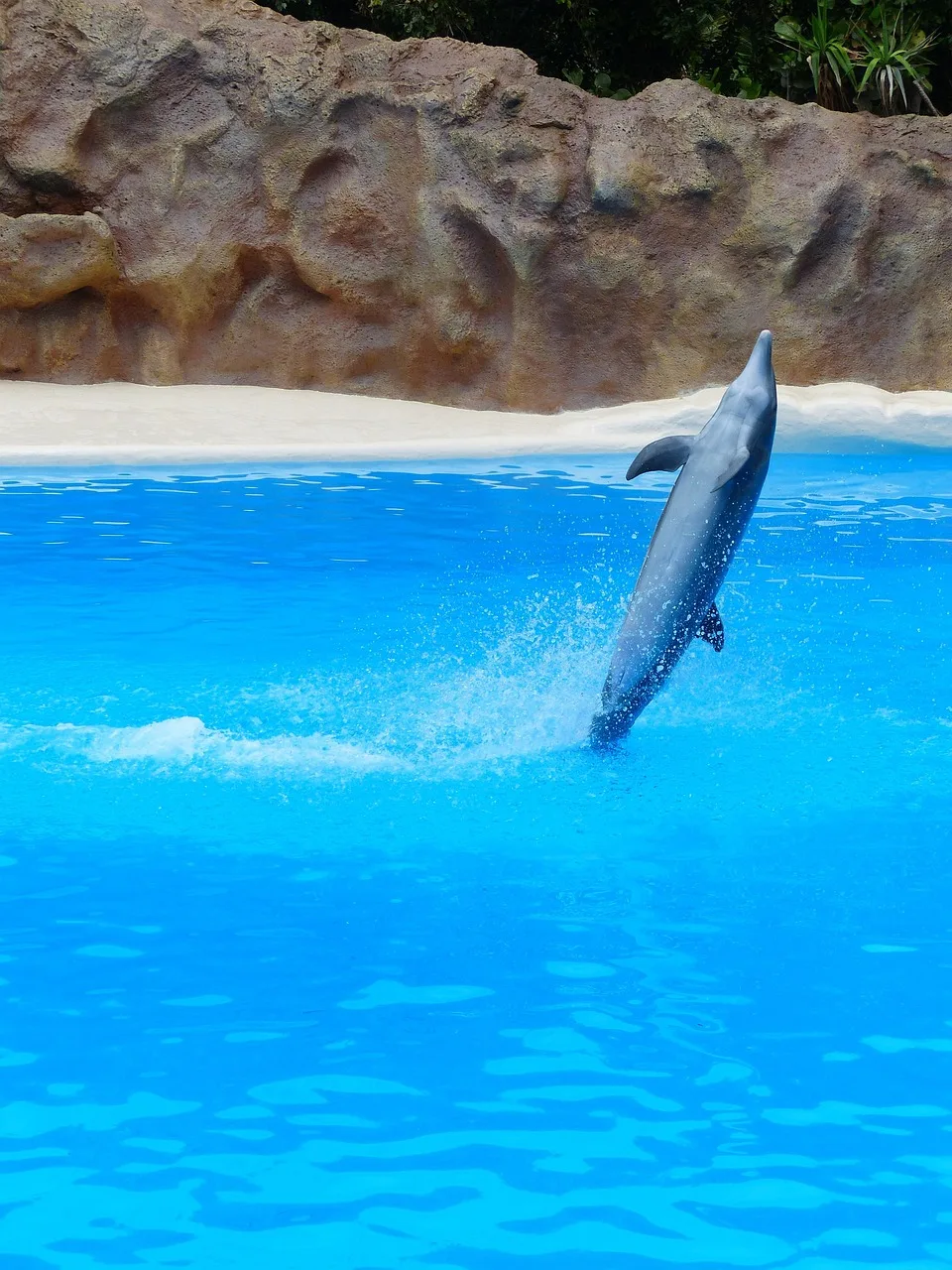 Yüksek sıçrayan bottlenose yunus - deniz memelisi