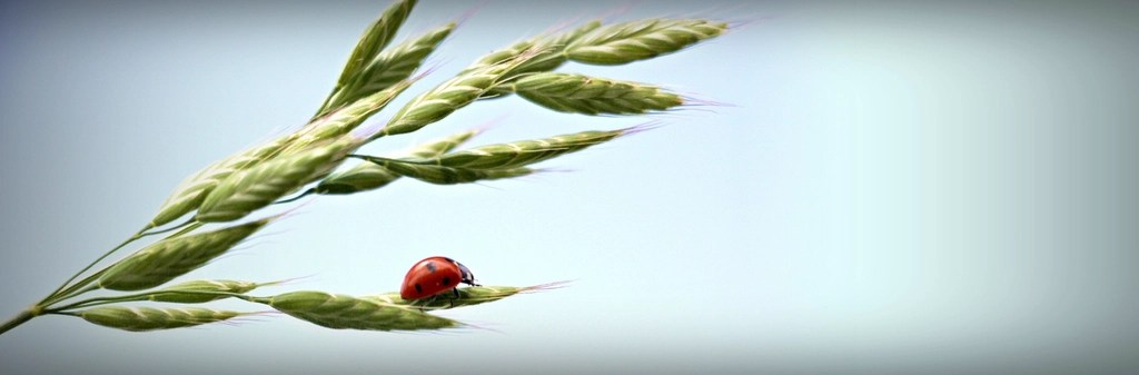 Yulağın Üzerindeki Uğur Böceği: Bahar Esintisinde Huzur Veren Makro Doğa Kare