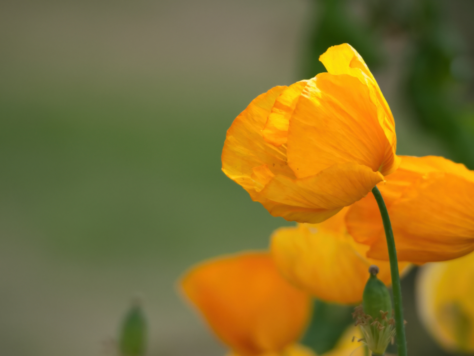 Yumuşak Bokeh Arka Planda Parıldayan Sarı Gelincik Çiçekleri Makro Çekim