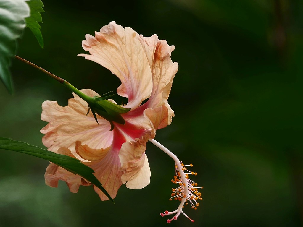 Yumuşak Işıkta Büyüleyici Şeftali Rengi Hibiskus Çiçeği Makro Görüntüsü