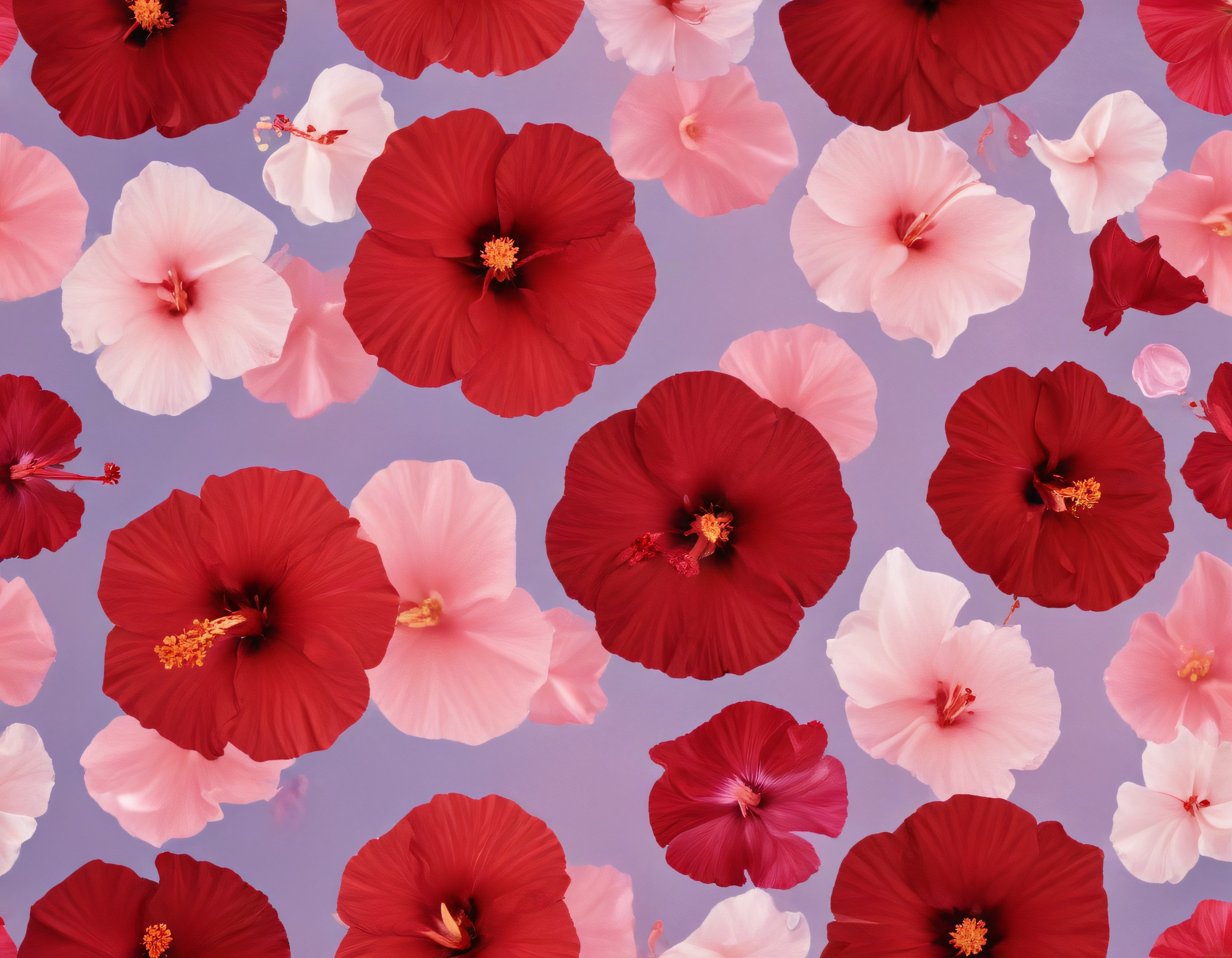 Yumuşak Mavi Zeminde Kırmızı ve Pembe Hibiscus Çiçekleriyle Estetik Natürmort
