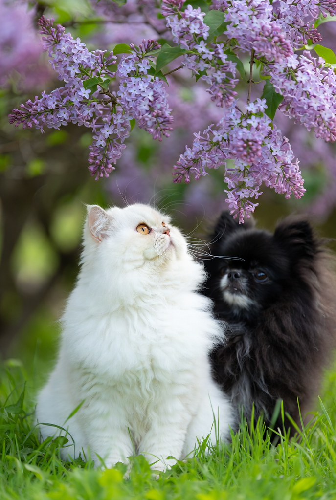Yumuşak tüylü kedi ve pomeranian köpeğin bahar çiçekleri altında dostane pozu