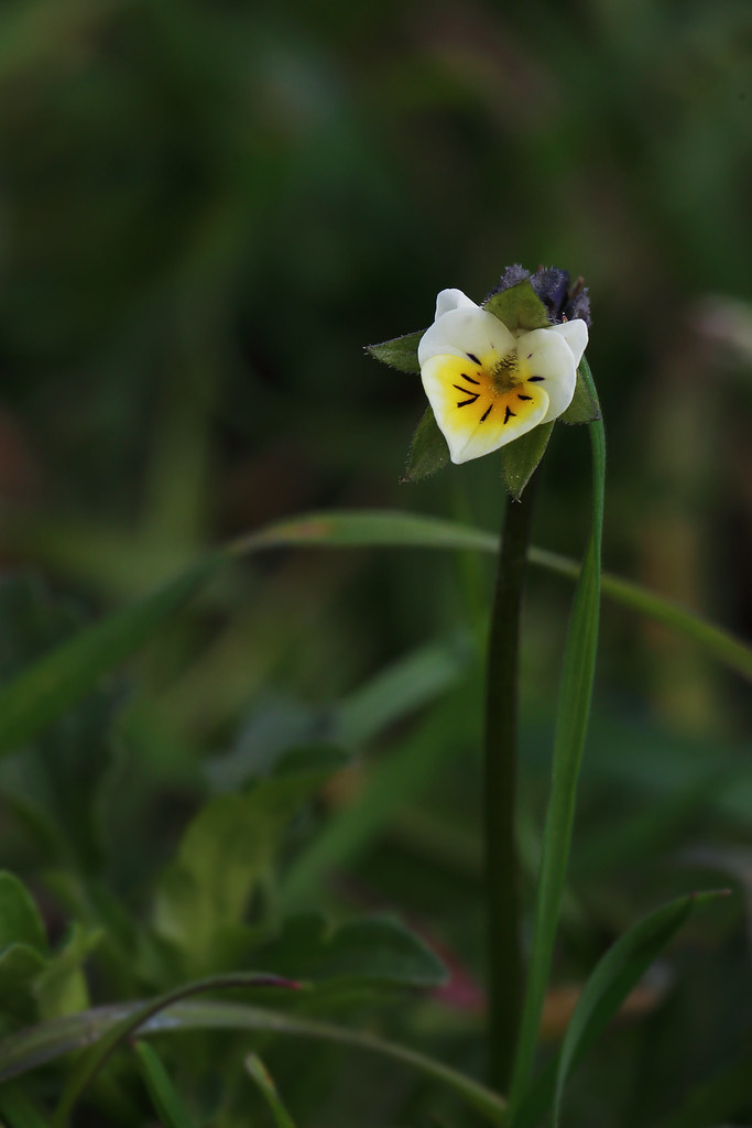 Yumuşak Yeşil Bokeh Arka Planda Yalnız Beyaz Sarı Merkezli Yaban Çiçeği