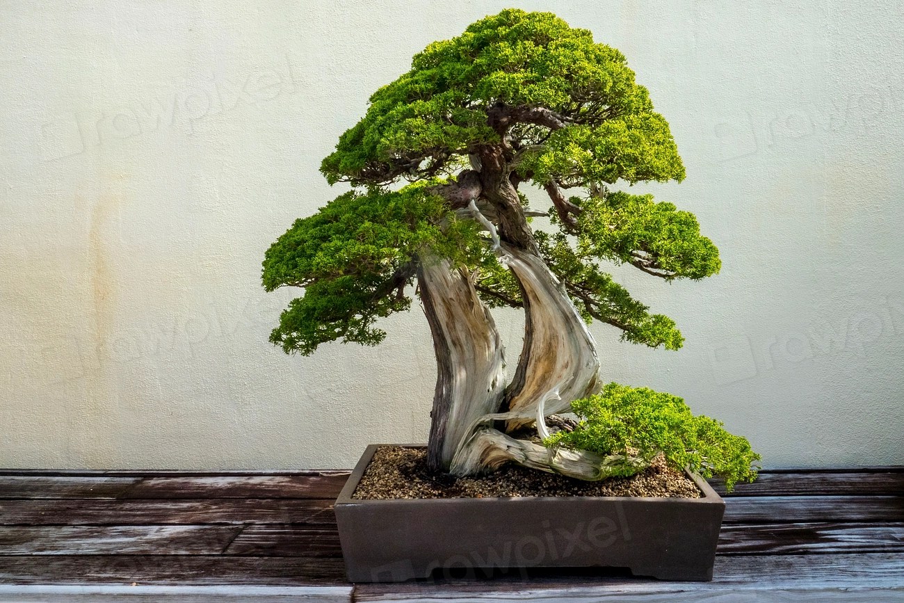 Zamanın İzlerini Taşıyan Bonsai Ağacı: Minyatür Doğanın Büyüleyici Güzelliği