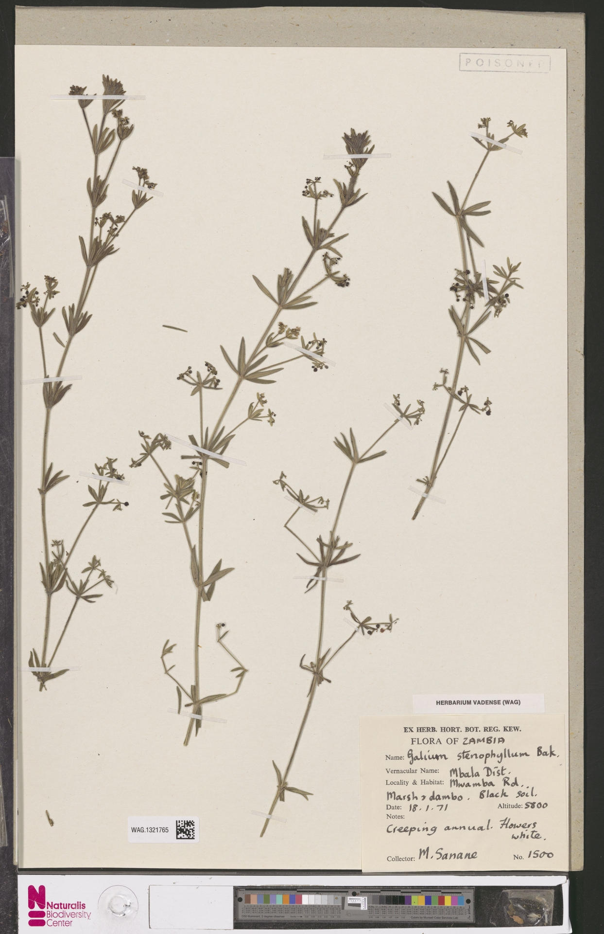 Zambiya Florası'ndan Galium Stenophyllum Herbarium Örneği ve Bitki Tanımlaması