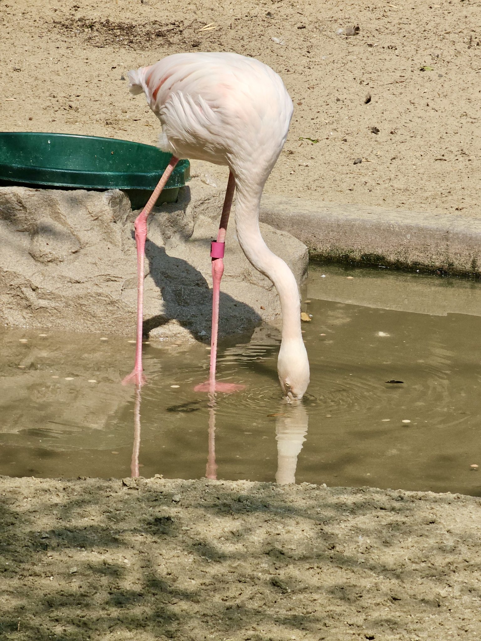 Zarif Pembe Flamingo Suyun Kenarında Yemek Ararken Yakından Görüntülendi