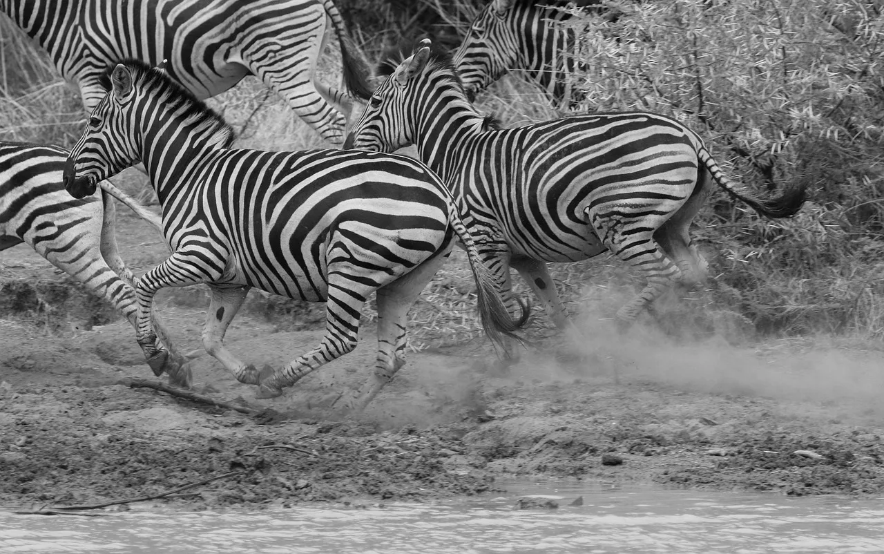 Zebra koşusu safaride - vahşi hayvan fotoğrafı