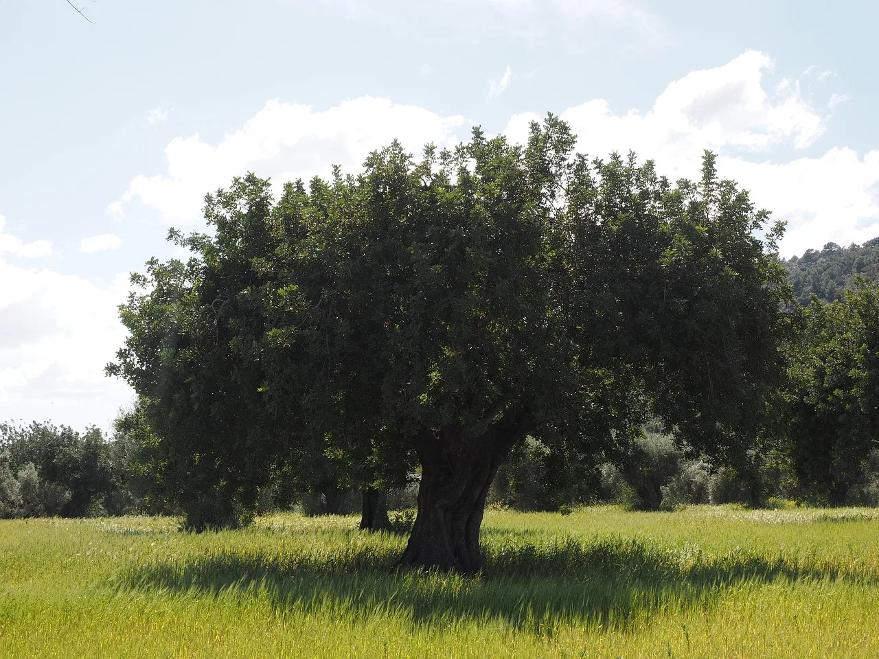 Zeytin ağacı bahçesi - yeşil doğa fotoğrafı