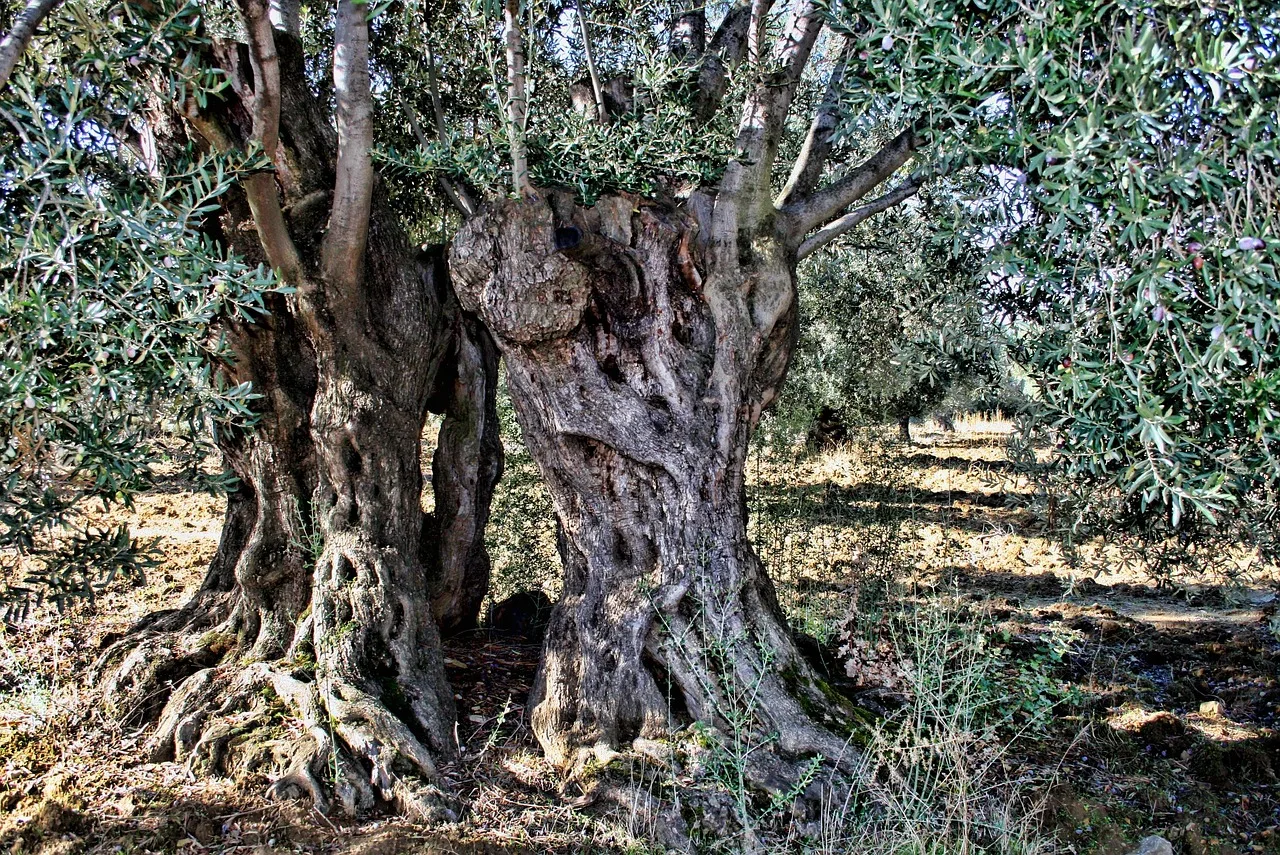 Zeytin ağacı soyut fotoğrafı - eski doğa teması