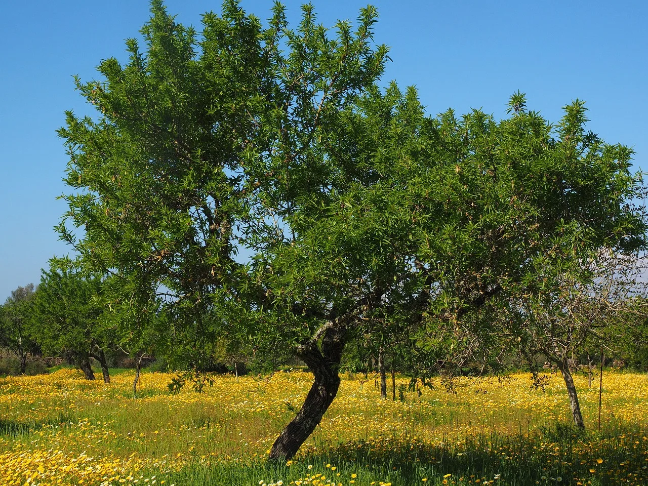 Zeytin ağaçları ve çiçek çayırı - altın renkli çiçekler