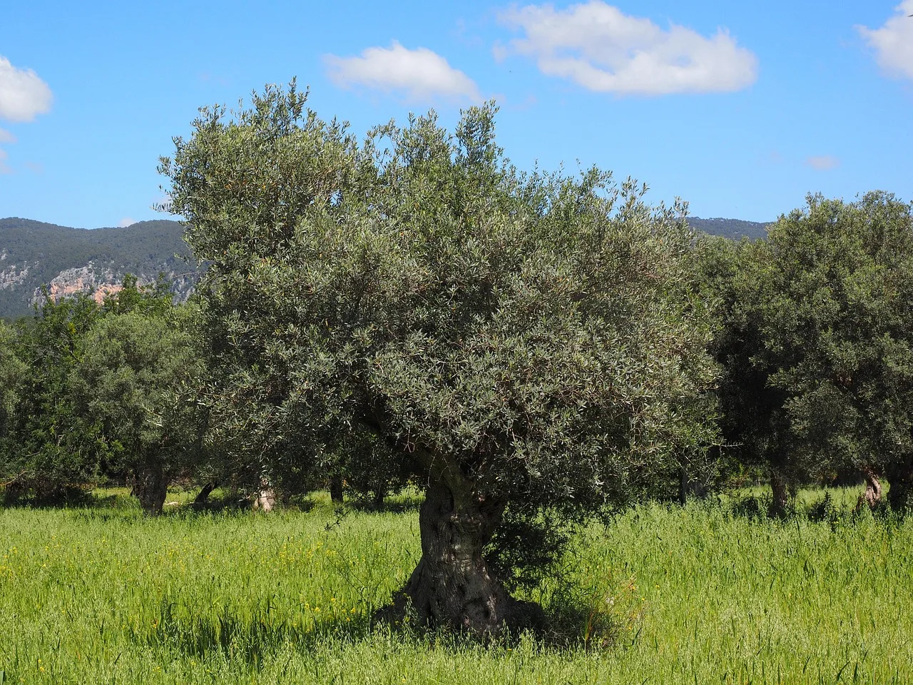 Zeytin bahçesi panoraması - yemyeşil doğa