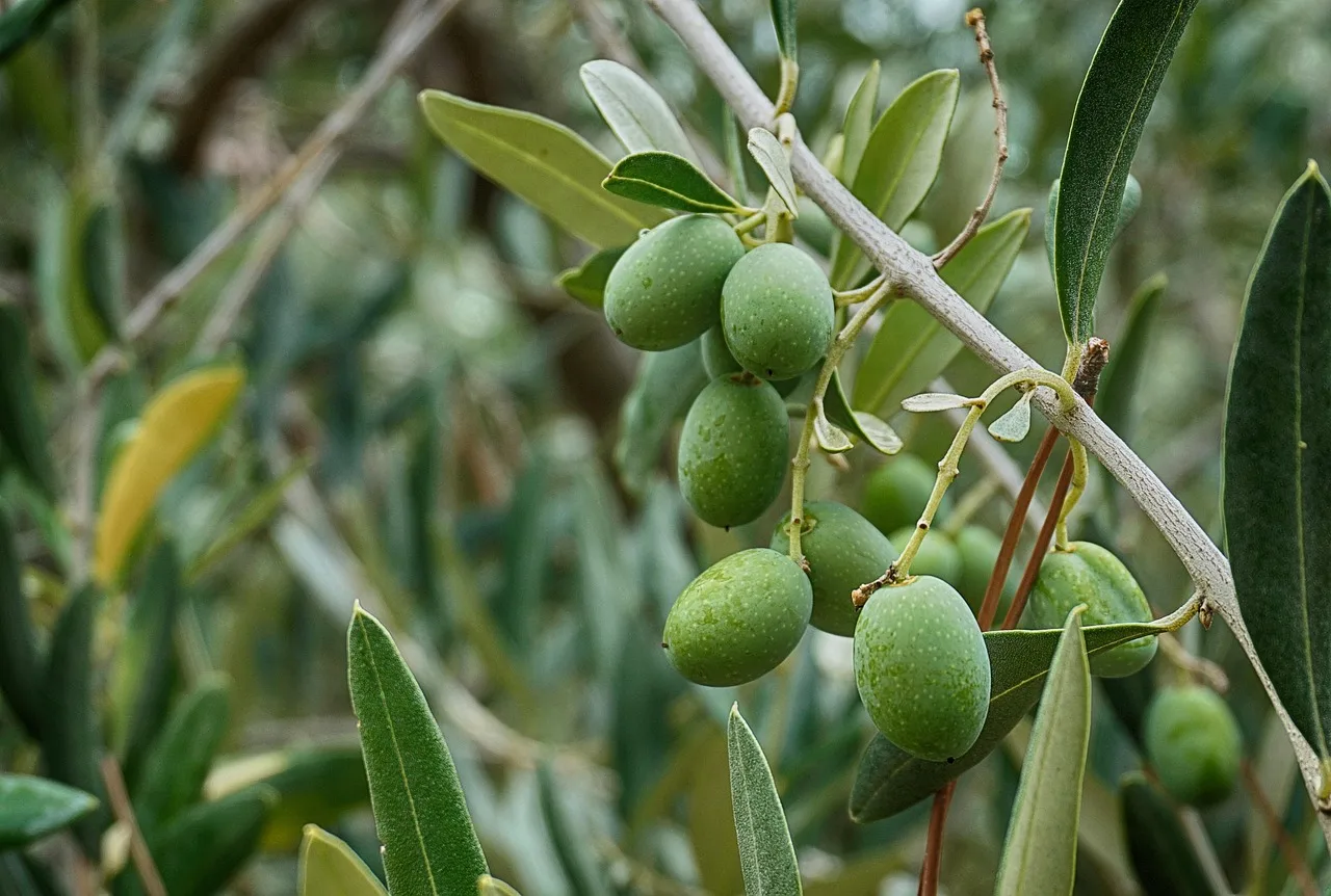 Zeytin bahçesi yakın plan fotoğrafı - yeşil yapraklar