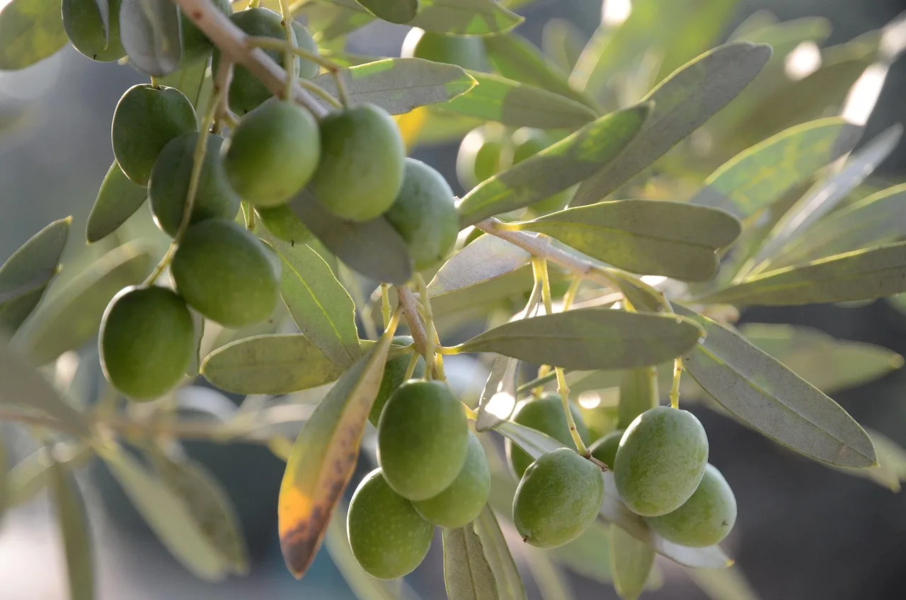 Zeytin dalı ve yeşil yapraklar - Akdeniz doğası