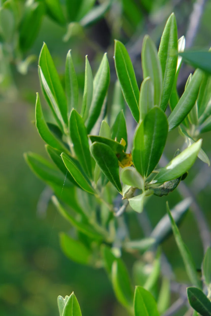 Zeytin dalı ve yeşil yapraklar yakın çekim - Akdeniz doğası