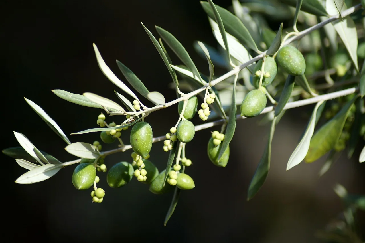 Zeytin dalı ve yeşil zeytin ağacı - Akdeniz doğası