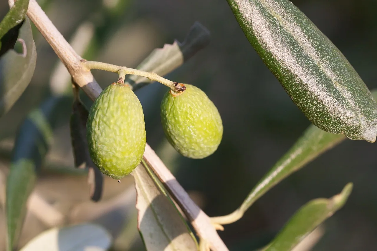 Zeytin dalı ve yeşil zeytin - Akdeniz doğası
