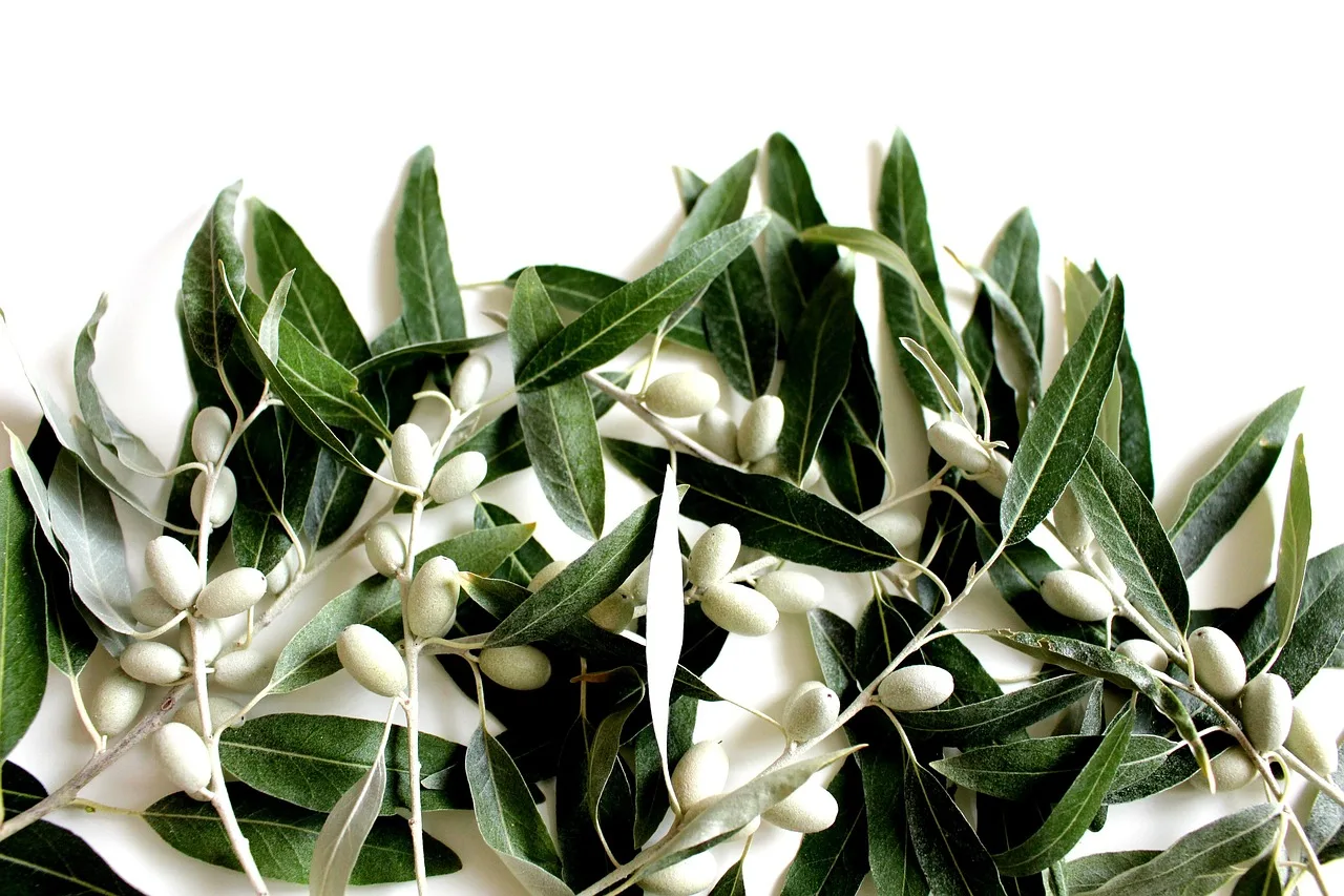 Zeytin dalı yakın çekim - yeşil doğa