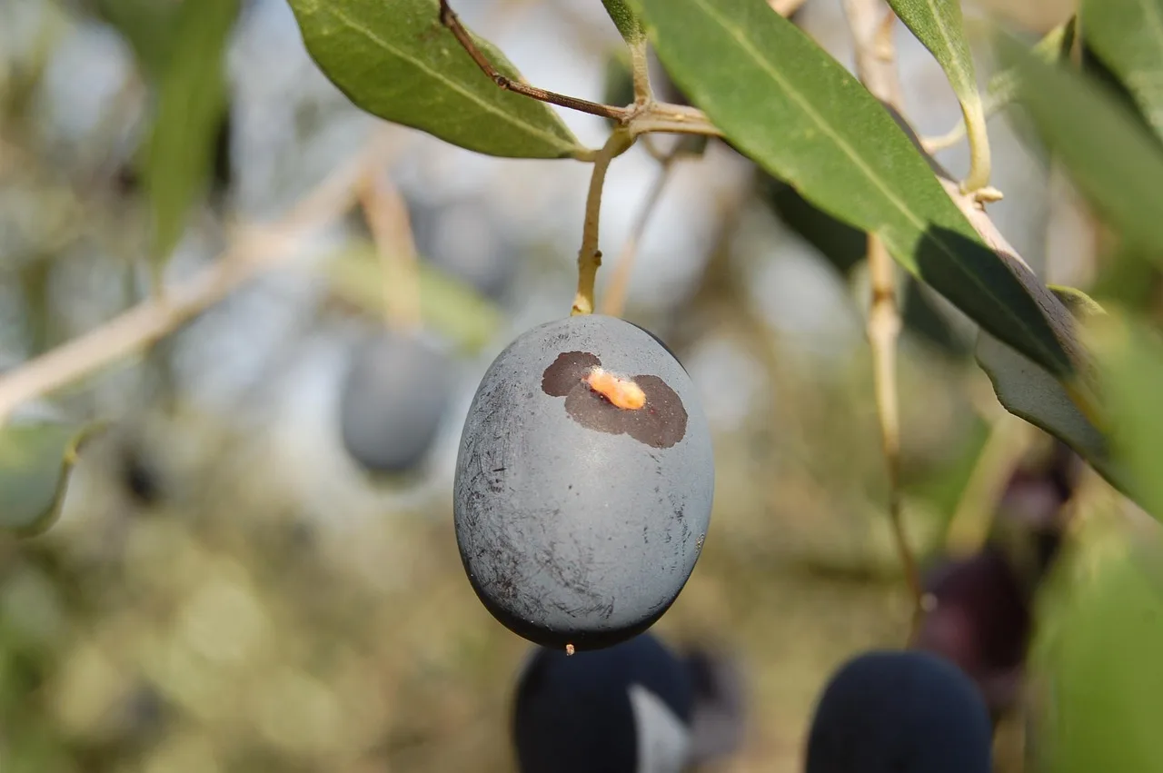 Zeytin hasadı anı - doğal zeytinyağı üretimi