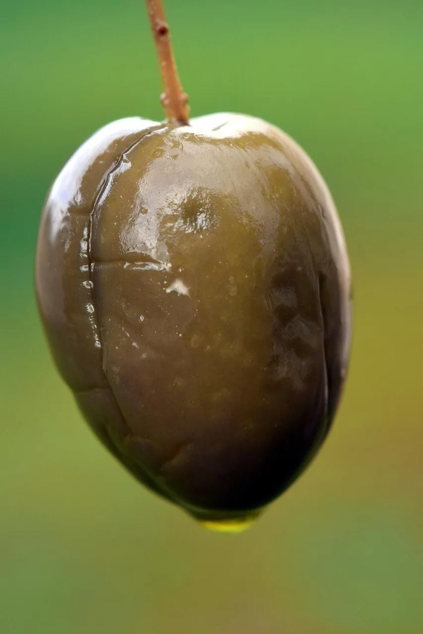 Zeytin ve zeytinyağı - Akdeniz mutfağı