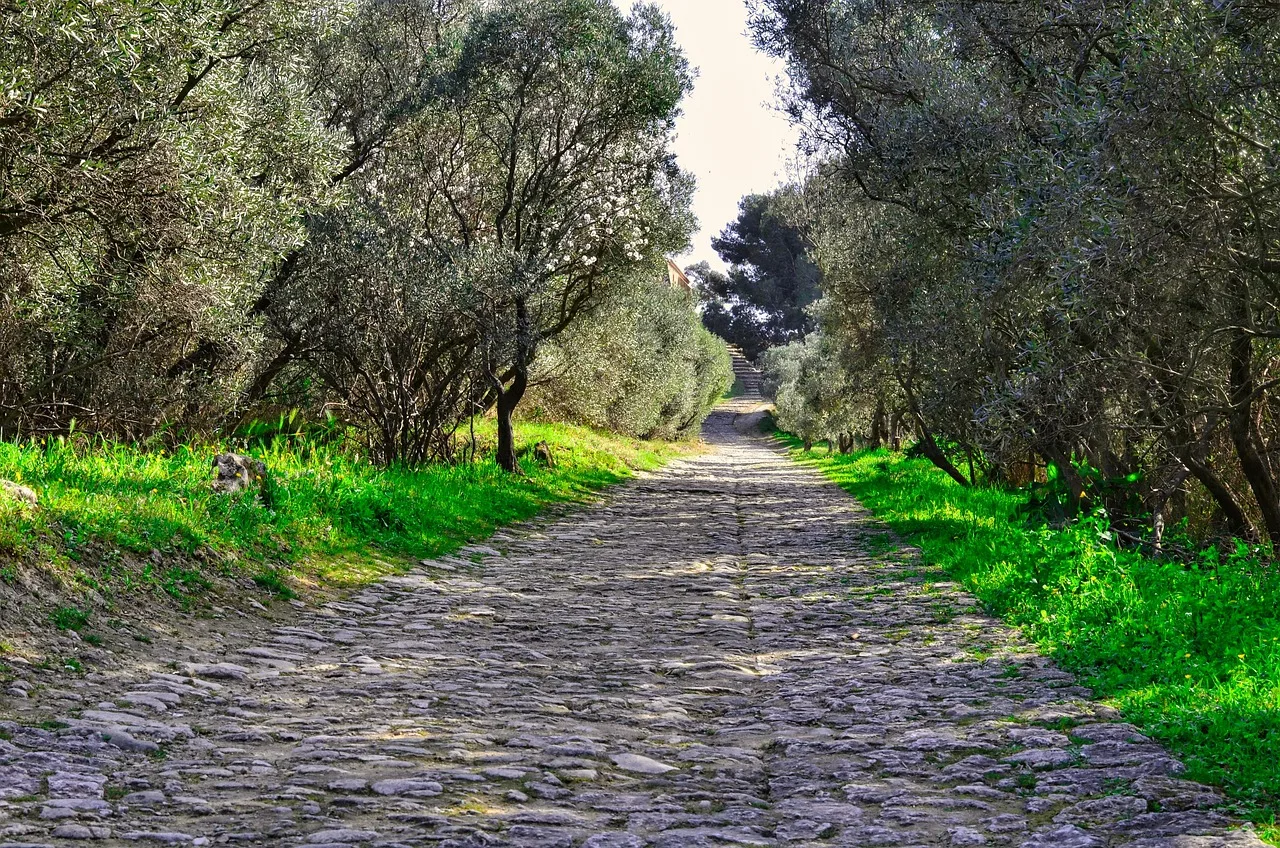Zeytinlik yolunda taş döşeli yol manzarası
