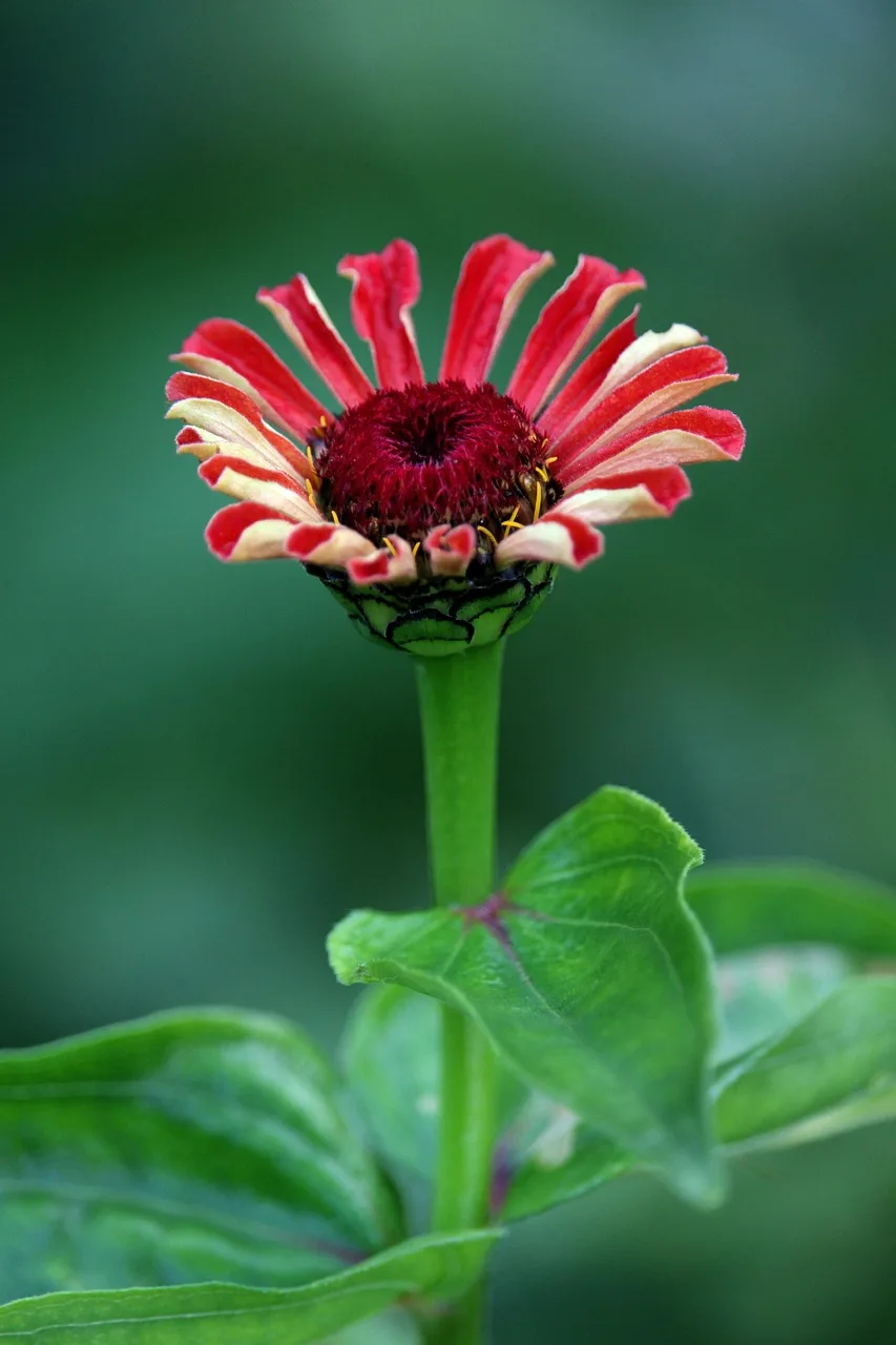 Zinnia çiçekleri bahçesi - renkli çiçek yumağı