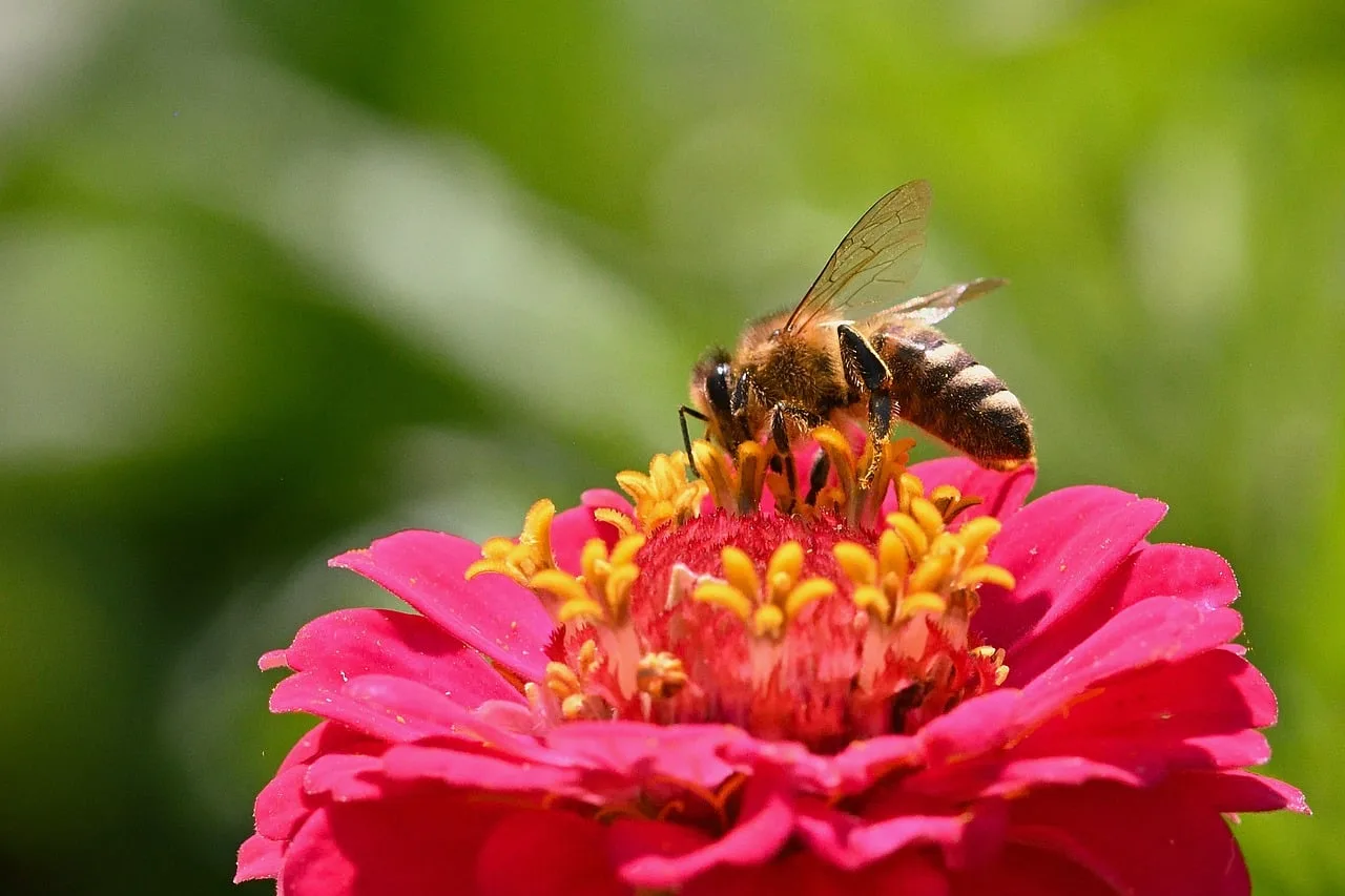 Zinya çiçeği üzerindeki arı makro fotoğrafı