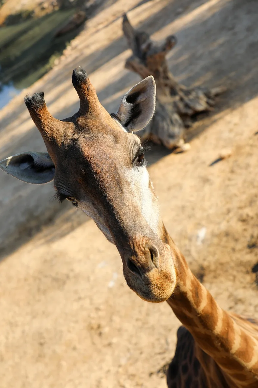 Zürafa silüeti çöl manzarasında - safari doğa fotoğrafı