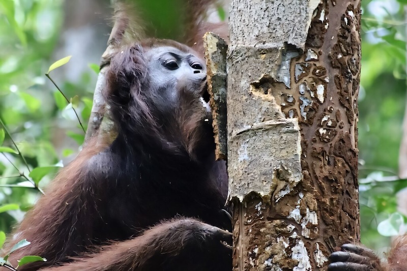Endonezya'da kritik yangınlarda 46 Borneo orangutanı kurtarıldı