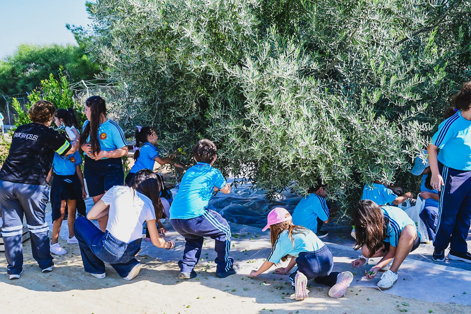 İlkokul öğrencileri Kızılbaş Parkı’nda geleneksel zeytin hasadı deneyimi yaşadı