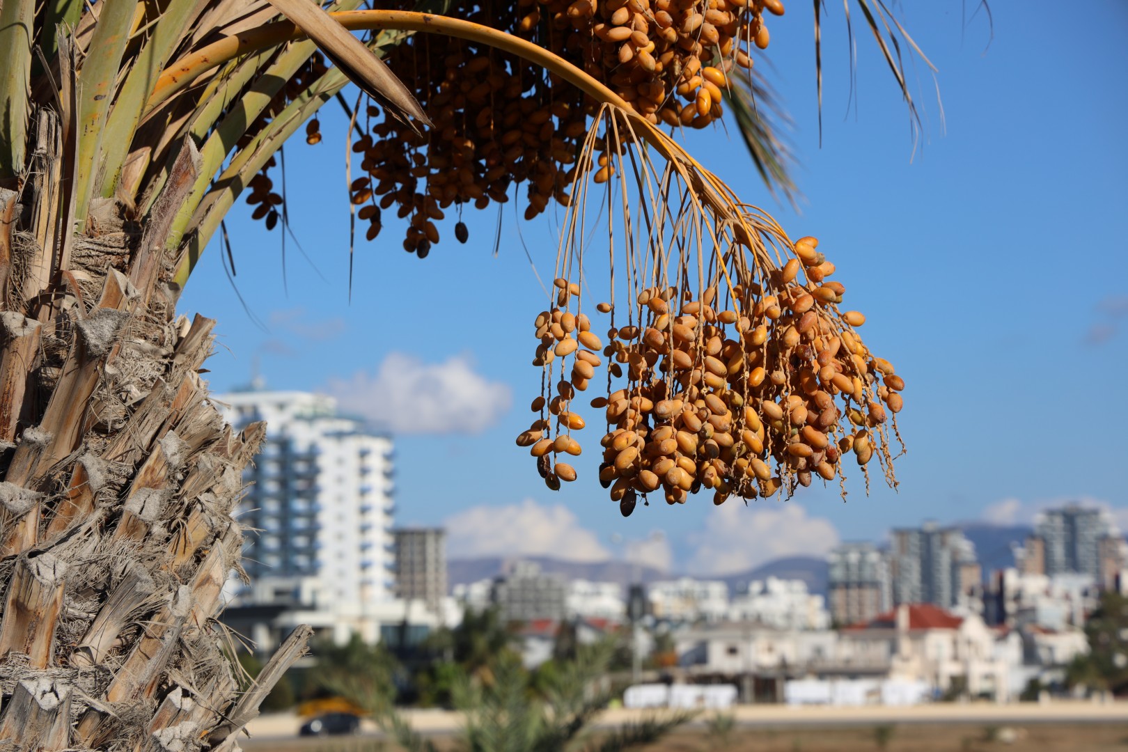 İskele'de hurma hasadı bu yıl da halkla buluşacak