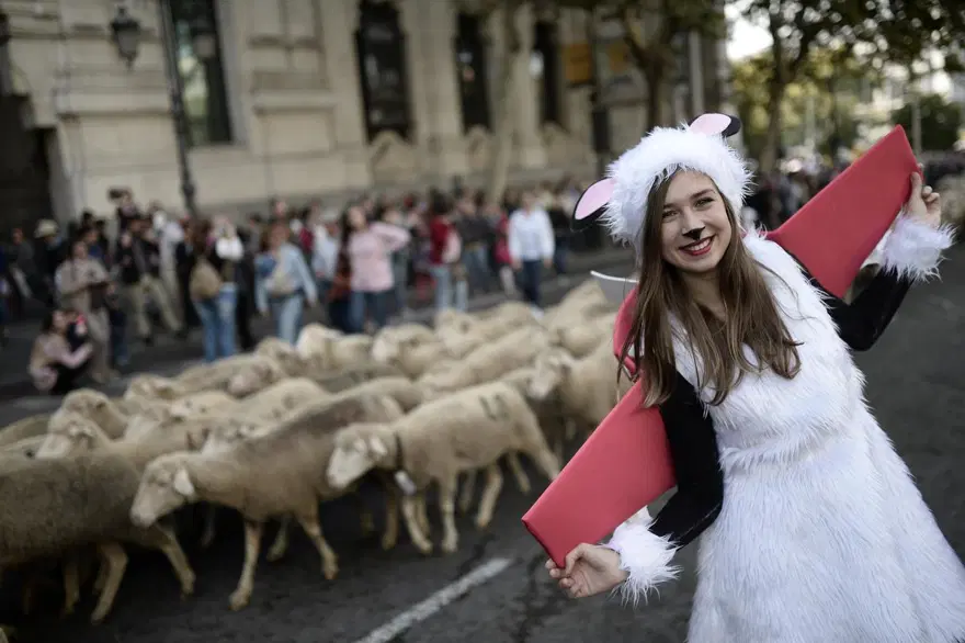 Madrid'de Trashumancia Şenliği'nde 1000'den fazla koyun kent merkezinde yürüdü