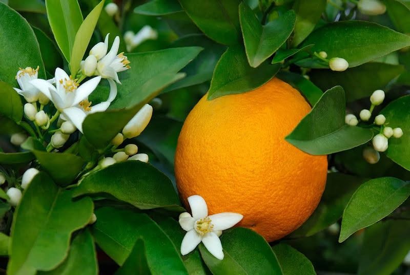 Narenciye üreticileri ödemelerin bir an önce yapılmasını talep etti