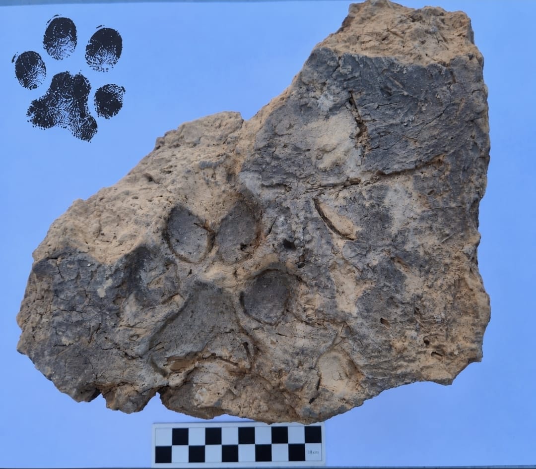 Tavşanlı Höyük kazısında yaklaşık 4 bin yıllık pati izleri bulundu
