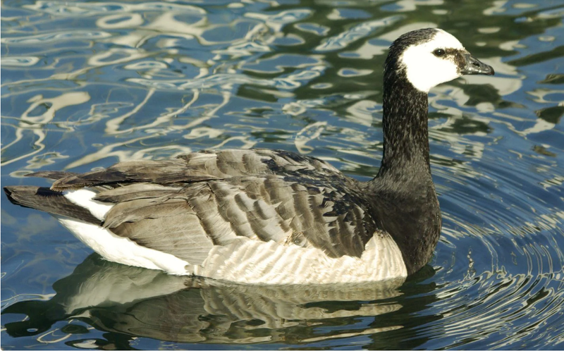 Athalassa Parkı’nda Kazda H5N1 Kuş Gribi Belirlendi